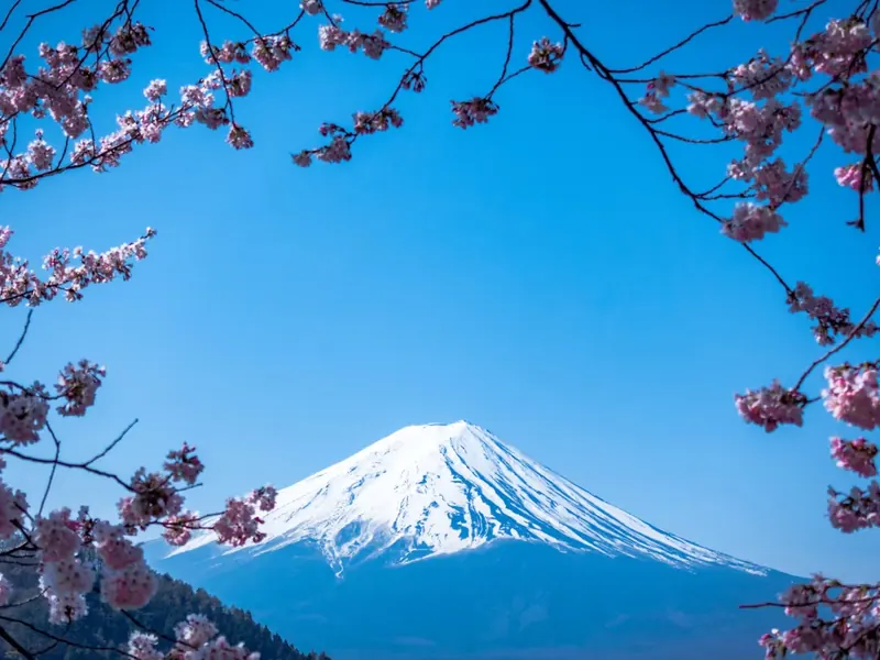Snow-capped Mt Fuji framed by cherry blossoms near Lake Kawaguchiko