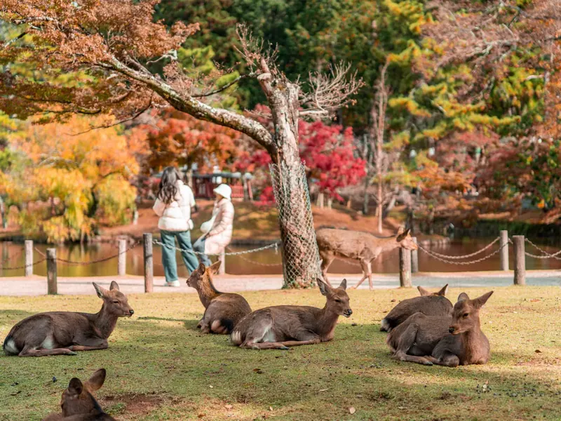 Deer resting on the grass in Nara Park under autumn leaves